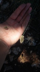 Alopecurus vaginatus