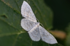 Asthena albulata