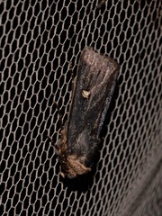 Proteuxoa cinereicollis