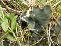 Peltigera scabrosa