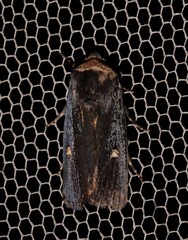 Proteuxoa cinereicollis