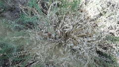Astragalus buchtormensis