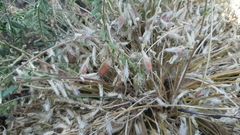 Astragalus buchtormensis