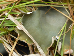 Peltigera scabrosa