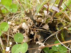 Peltigera scabrosa