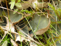 Peltigera scabrosa
