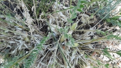 Astragalus buchtormensis