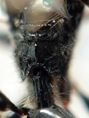 Spilomicrus