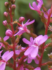 Stylidium productum