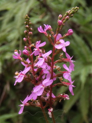 Stylidium productum