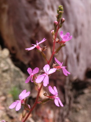 Stylidium productum