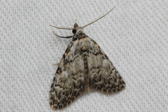 Meganola strigula