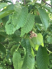 Ulmus glabra