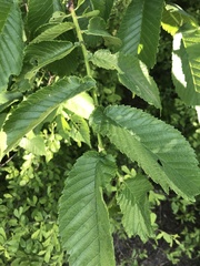 Ulmus glabra