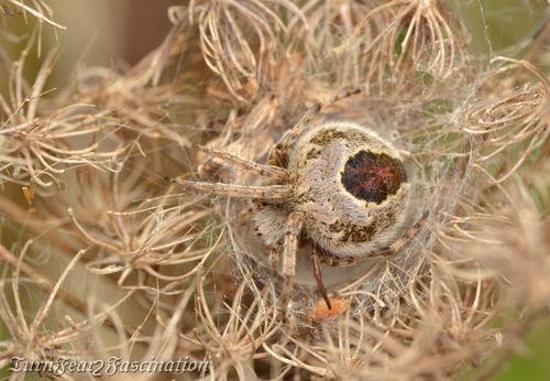 Gorse Orbweaver