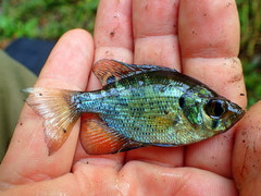 Centrarchus macropterus