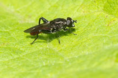 Chalcosyrphus piger