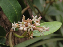 Leichhardtia suaveolens