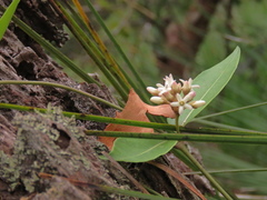 Leichhardtia suaveolens