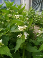 Lamium album