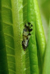 Craspedolepta schwarzi
