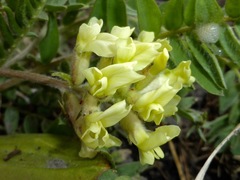 Oxytropis campestris