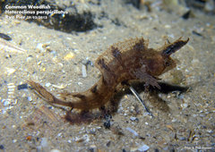 Cristiceps australis