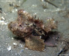 Aploactisoma milesii