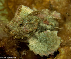 Aploactisoma milesii