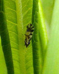 Craspedolepta schwarzi