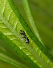 Craspedolepta schwarzi