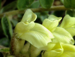 Oxytropis campestris