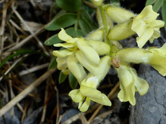 Oxytropis campestris