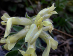 Oxytropis campestris