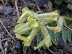Oxytropis campestris