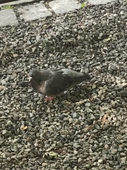 Columba livia domestica
