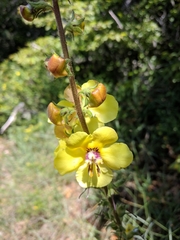 Verbascum spectabile