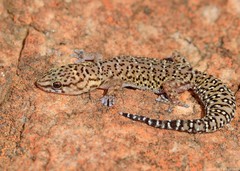 Pachydactylus capensis