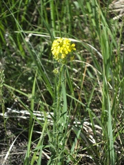 Sisymbrium loeselii