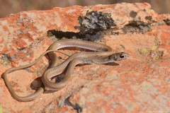 Psammophis brevirostris