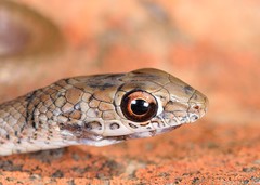 Psammophis brevirostris