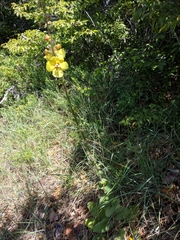 Verbascum spectabile