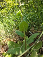 Verbascum spectabile