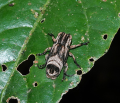 Sthenias tonkineus