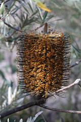 Banksia neoanglica