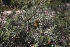 Banksia neoanglica
