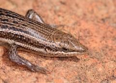 Trachylepis varia