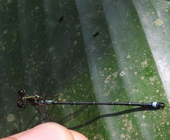 Neurolestes trinervis