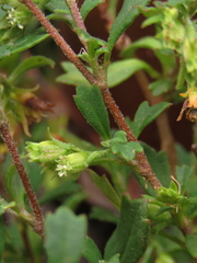 Xanthosia tridentata