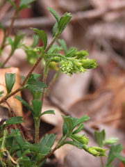 Xanthosia tridentata